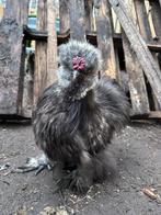 Usa zijdehoen haan blauw Amerikaanse zijdehoender, Dieren en Toebehoren, Pluimvee, Mannelijk, Kip