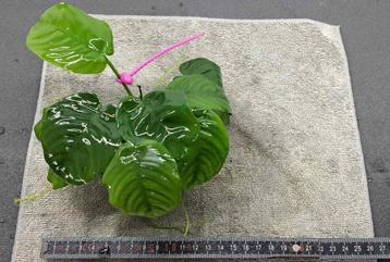 Anubias sur pierre de lave (P) disponible aux enchères