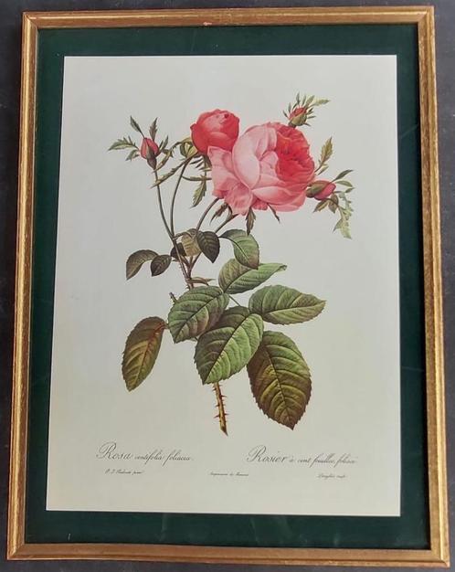 Druk van rozen, Antiek en Kunst, Kunst | Overige Kunst, Ophalen