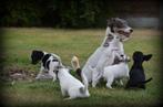 Jack Russell pups merle, België, Jack Russell Terriër, CDV (hondenziekte), 8 tot 15 weken