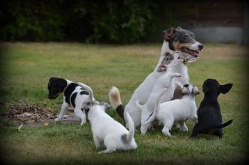 Jack Russell pups merle beschikbaar voor biedingen