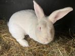 Wit konijn, Dieren en Toebehoren, Konijnen, Groot, Vrouwelijk, 0 tot 2 jaar