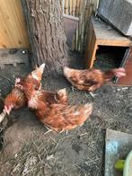 Legkippen €6 per stuk, Dieren en Toebehoren, Vrouwelijk, Kip