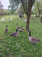 canadese gans, Dieren en Toebehoren, Pluimvee