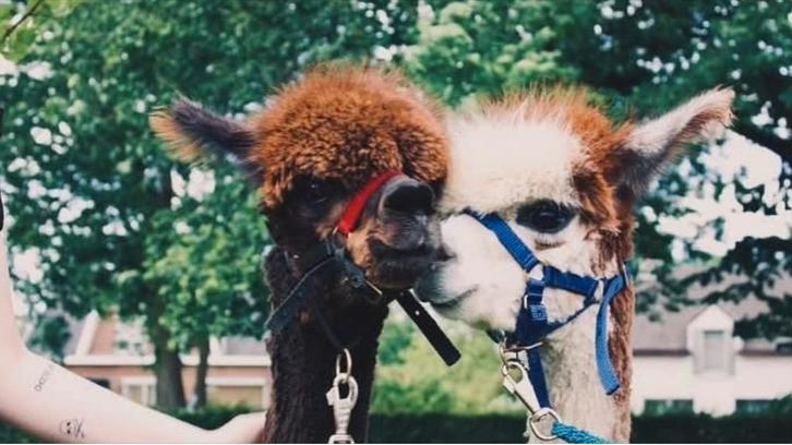 Mooie tamme alpaca merries (halstermak), Dieren en Toebehoren, Overige Dieren, Vrouwelijk, Juli