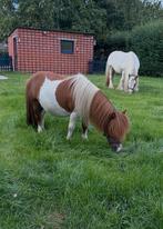 Mooie lieve mini shetlander ruin, Dieren en Toebehoren, Pony's, Ruin
