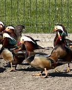 Mandarijneend zwart, Dieren en Toebehoren, Pluimvee