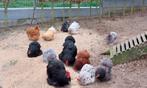 Cochin kriel, Dieren en Toebehoren, Pluimvee