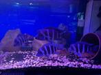 Groep Cyphotilapia Frontosa Blue Zaire Moba, Vis, Zoetwatervis