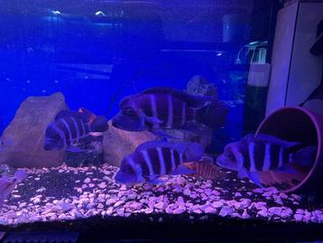 Groep Cyphotilapia Frontosa Blue Zaire Moba beschikbaar voor biedingen