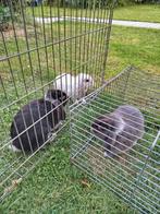 Twee Nederlandse dwerghangoor Konijntjes ( 6 maand oud), Dieren en Toebehoren