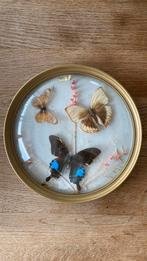 Vlinders in lijst / taxidermi, Ophalen