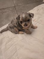 Chihuahua puppy te koop, reutje, Dieren en Toebehoren, België, Fokker | Hobbymatig, Reu, Eén hond