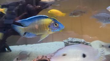Aulonocara blue neon  beschikbaar voor biedingen