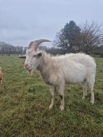 Geit - bokje, Dieren en Toebehoren, Schapen, Geiten en Varkens, Mannelijk, Geit, 3 tot 5 jaar