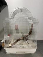 Perruche a vendre + cage, Enlèvement, Comme neuf