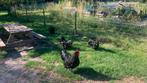 Kippen en haan Australorp, Dieren en Toebehoren, Pluimvee
