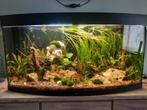 Aquarium en visbestand en decoratie, Dieren en Toebehoren, Vissen | Aquaria en Toebehoren, Ophalen, Zo goed als nieuw
