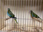 Koppel wildkleur splendid parkieten 2025, Dieren en Toebehoren, Vogels | Parkieten en Papegaaien, Geringd