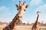 2 tickets naar safari park beekse bergen, Tickets en Kaartjes