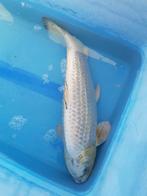 Koi te koop (58cm), Dieren en Toebehoren, Vissen | Vijvervissen, Karper of Koi