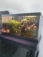 Aquarium 60l met 2 lampen en alles erbij. EEKLO