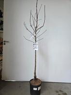 Mespilus Germanica - Mispel - sterke fruitboom, Enlèvement