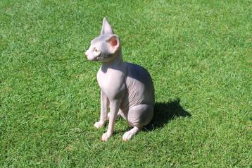 Standbeeld van een levensgrote SPHYNX-kat beschikbaar voor biedingen