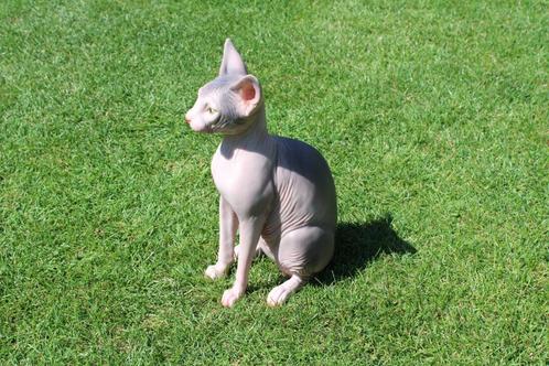 Standbeeld van een levensgrote SPHYNX-kat, Tuin en Terras, Tuinbeelden, Nieuw, Dierenbeeld, Kunststof, Ophalen