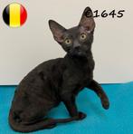 Cornish Rex - kittens te koop, Dieren en Toebehoren, Katten en Kittens | Raskatten | Korthaar, Meerdere dieren, Gechipt, 0 tot 2 jaar