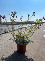 Polemonium reptans, Ophalen, Lente, Vaste plant, Halfschaduw