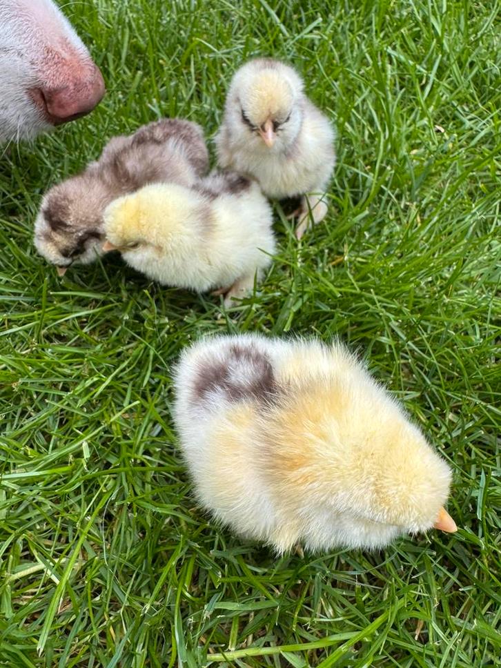 USA zijdehoen kuikens uit gekomen op 25-09-2025, Dieren en Toebehoren, Pluimvee