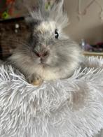 Konijnen, Dieren en Toebehoren, Vrouwelijk, Middelgroot, 0 tot 2 jaar
