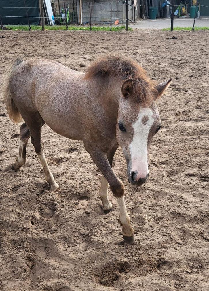Poulain gallois, Animaux & Accessoires, Poneys, Étalon, Ne s'applique pas, 0 à 2 ans, Avec pedigree, Avec puce électronique, Vermifugé