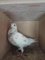 Jonge bevlogen duivers en duivinnen met pedigree, Dieren en Toebehoren, Vogels | Duiven, Postduif