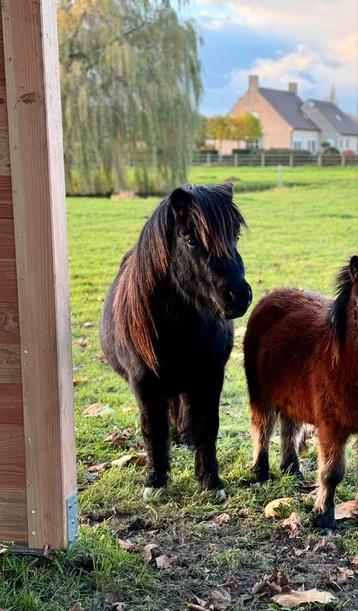 Prachtige shetland pony  beschikbaar voor biedingen