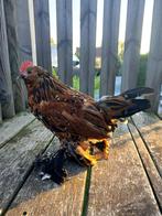 Ukkelse baardkriel haan, Dieren en Toebehoren, Pluimvee, Kip