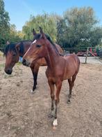 Ermitage veulen te koop, Dieren en Toebehoren, Paarden, Hengst, Springpaard, Gechipt, 0 tot 2 jaar