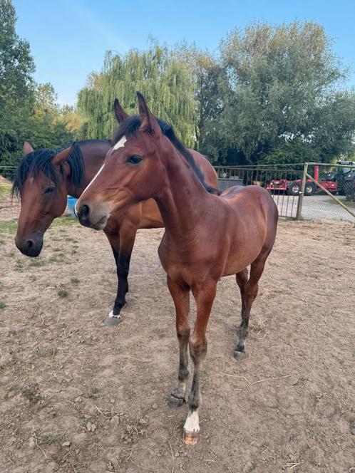 Ermitage veulen te koop, Dieren en Toebehoren, Paarden, Hengst, 0 tot 2 jaar, Springpaard, Met stamboom, Gechipt, Ontwormd