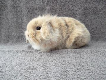 3 schattige handtamme Nederlandse dwerghangoortjes beschikbaar voor biedingen