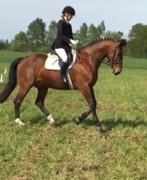 Dressuurpaard gezocht om te trainen en uit te brengen, Dieren en Toebehoren, Paarden, M, Dressuurpaard