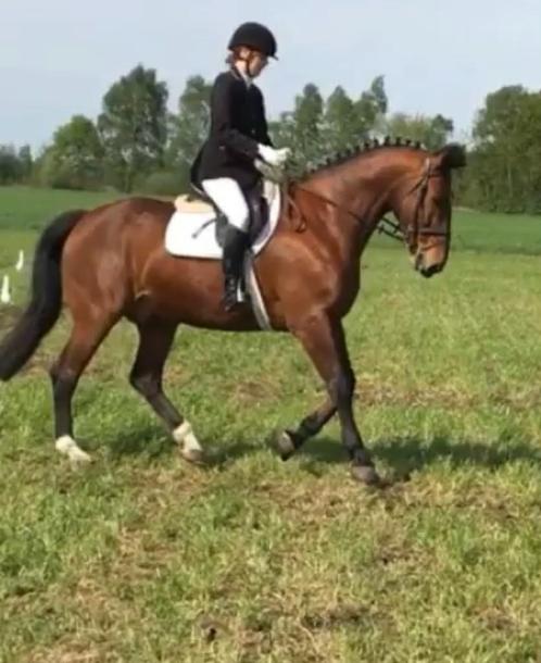 Dressuurpaard gezocht om te trainen en uit te brengen, Dieren en Toebehoren, Paarden, M, Dressuurpaard