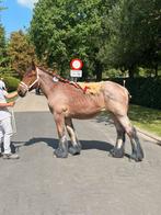 Knappe jaarling merrie, Dieren en Toebehoren, Merrie