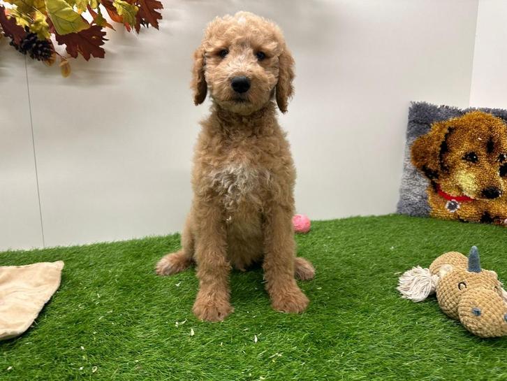Goldendoodle pups, Dieren en Toebehoren, Honden | Niet-rashonden, Groot, Meerdere dieren, Fokker | Professioneel, Meerdere, België