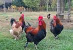 Marans Tarwe hanen - 15 euro per haan, Dieren en Toebehoren, Mannelijk, Kip
