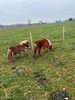 2 bruine mini-shets te koop, Plusieurs animaux, 0 à 2 ans