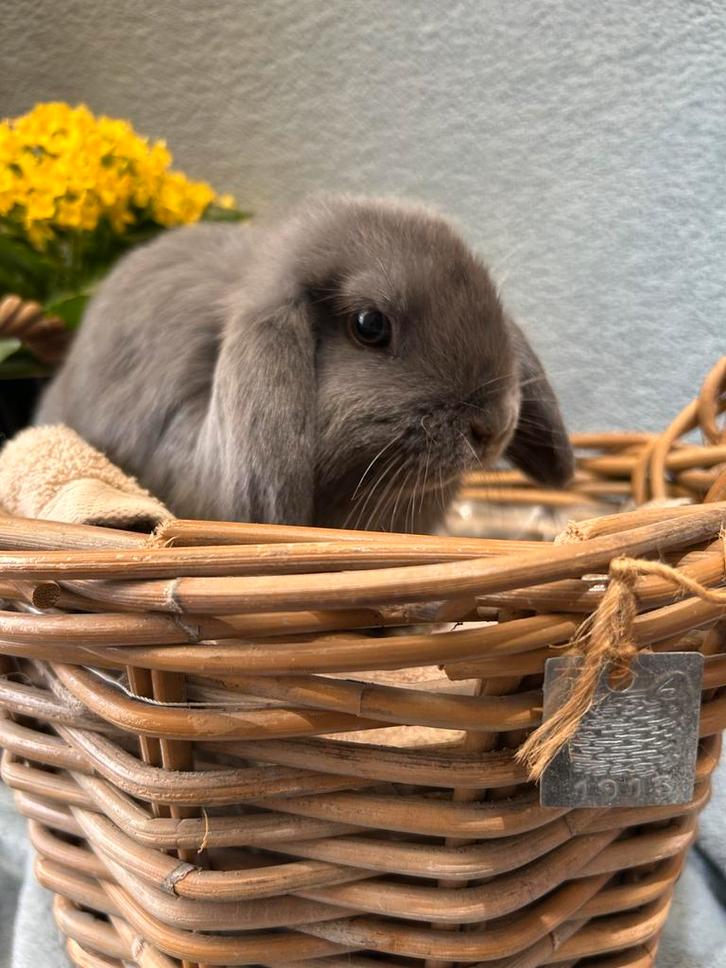 Nederlandse dwerhangoor ram, Dieren en Toebehoren, Konijnen, Dwerg, Mannelijk, 0 tot 2 jaar, Hangoor