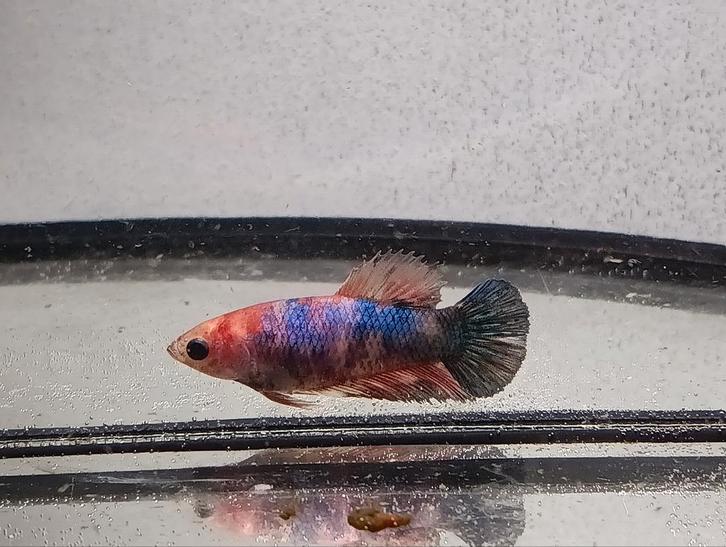 Betta vrouw candy multicolor, Animaux & Accessoires, Poissons | Poissons d'aquarium