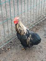 4 jonge Cochin Kriel haantjes, Dieren en Toebehoren, Mannelijk, Kip