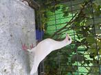 Jonge witte duiven, Dieren en Toebehoren, Maart